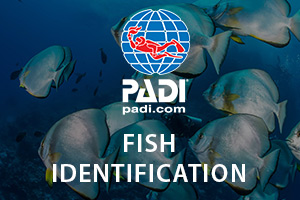 PADI Specialty Courses